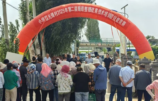 鸿运配资 宁夏青铜峡市小坝镇先锋村葡萄整穗疏果技能竞赛举办