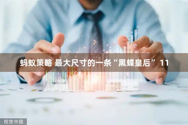 蚂蚁策略 最大尺寸的一条“黑蝶皇后” 11