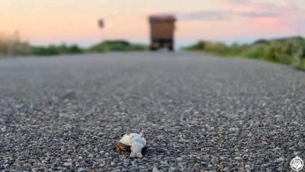 云上速融 北疆最大湖泊，恐成新疆“路杀”之最